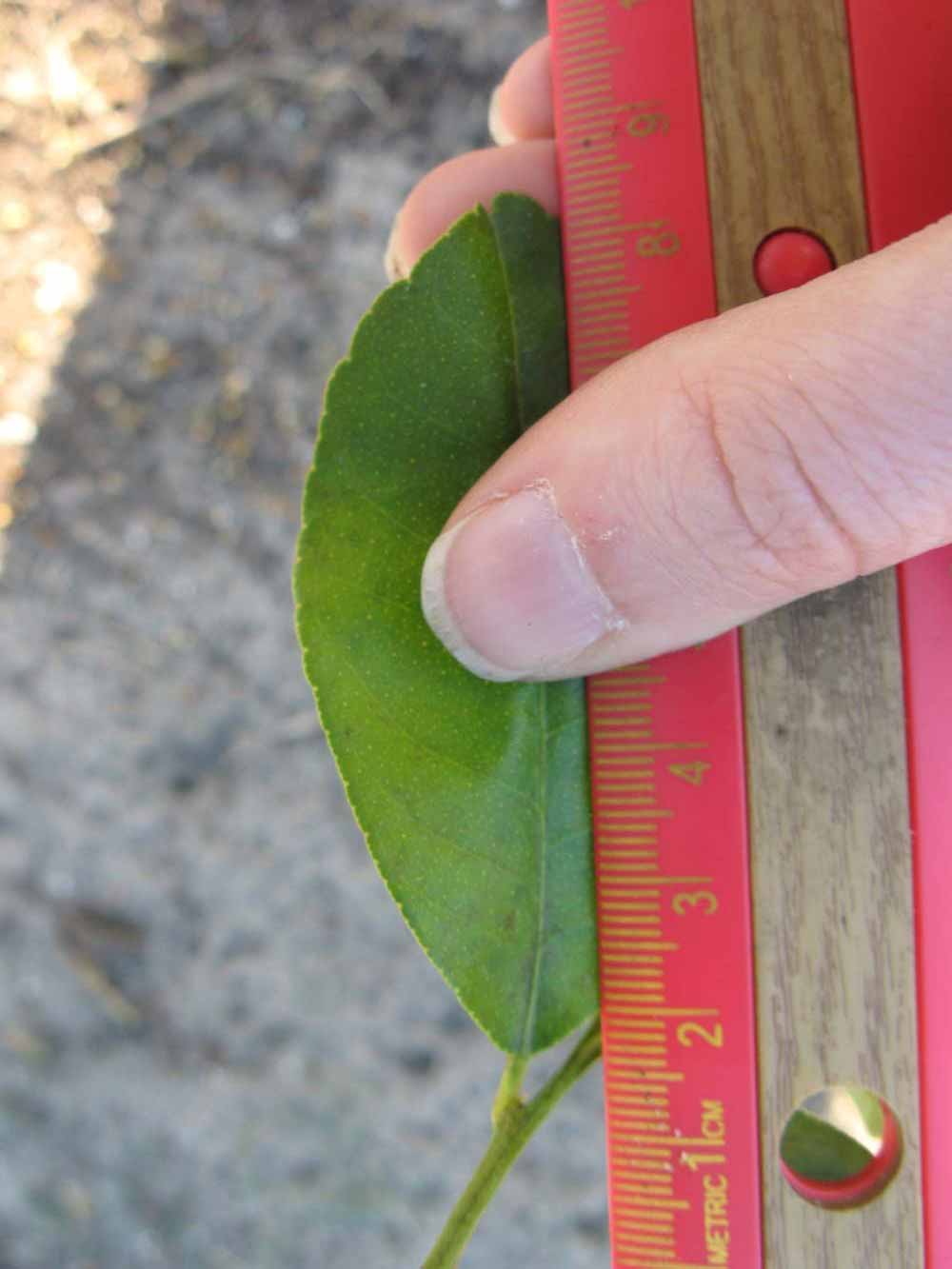              Unifoliolate leaf (Estes, Winter Haven, FL)       